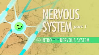 Nervous system overview [upl. by Lewison]