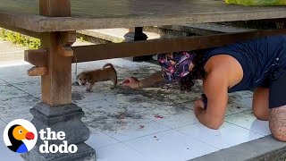 Couple Rescues Two Abandoned Puppies  The Dodo [upl. by Luciano]