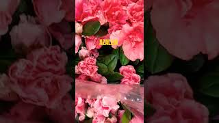 AZALEIAyoutube youtubeshorts flowers piano music pianomusic [upl. by Rodenhouse189]