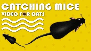 CAT GAMES  Catching Mice Entertainment Video for Cats to Watch  CAT amp DOG TV [upl. by William]