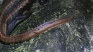 Redtailed knobby newts Tylototriton kweichowensis in new tank [upl. by Nhguavoj]