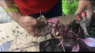 Como reproducir la planta amaranto rojo Amaranthus cruentus [upl. by Tnecnev]