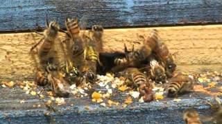 Wasps Attacking a Honey Bee Hive HoneyBees being robbed entrance reduced Yellow Jackets kill bees [upl. by Staten]