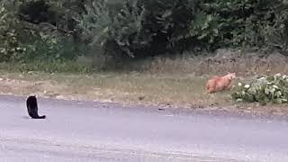 Cat vs Bobcat in Michigan [upl. by Breh]