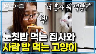 quot밥 한번 편하게 먹고 싶어요quot 사람 음식부터 쓰레기까지 먹는 고양이｜ 입에 닿는 거라면 일단 흡입하고 보는 고부해 역대급 식탐냥｜고양이를 부탁해｜알고e즘 [upl. by Nylirek]