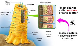 Phylum Porifera Sponges [upl. by Mac]