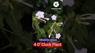 Mirabilis jalapa।।4OClock Plant [upl. by Linnell]