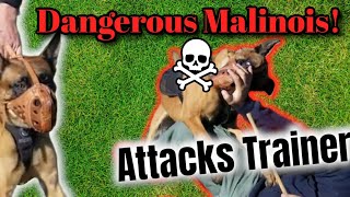 BELGIAN MALINOIS ATTACKS DOG TRAINER OUT OF CONTROL [upl. by Claudia]