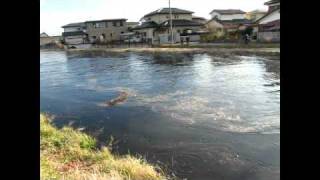 東日本大震災 亘理町の鐙川を駆け上る津波 [upl. by Mahsih583]