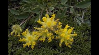 Язвенник Anthyllis Якорец Tribulus Янкея Jankaea Garden flowers235 Декоративные растения [upl. by Armin]