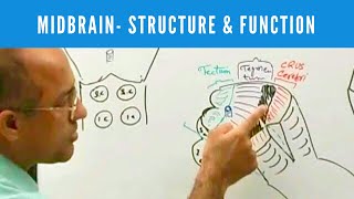 Midbrain  Structure and Function  Neuroanatomy [upl. by Jeannie]