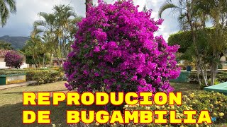 CONSEJOS para ENRAIZAR esquejes de BUGAMBILIA con éxito  REPRODUCCION de BUGAMBILIAS [upl. by Eaver126]