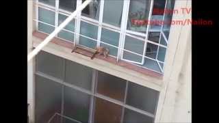 Dog falls from building [upl. by Hashimoto]