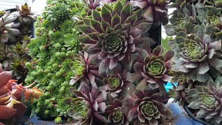 Sempervivums Hens amp Chicks Cold Hardy Succulents [upl. by Marietta679]