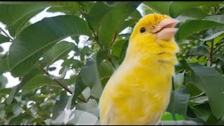 Yellow Canary Singing Song NotStop Sounds [upl. by Anaela]