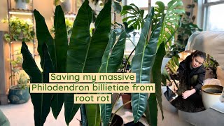 Saving my massive Philodendron billietiae from root rotdry rot repotting and cleaning the leaves [upl. by Sofer547]