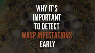 Why Its Important To Detect Wasp Infestations Early  Zest Wasp Removal [upl. by Latterll973]