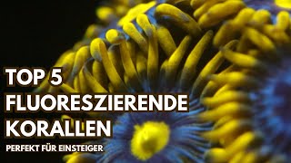 Top 5 Fluoreszierende Korallen für Einsteiger Pflegeleicht amp Atemberaubend [upl. by Edny]