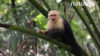 White faced capuchin feeding on tough fruit and looking around Costa Rica [upl. by Reedy499]