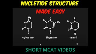 Nucleotide Sturcture Purines and Pyrimidines  MCAT [upl. by Ahseyi745]