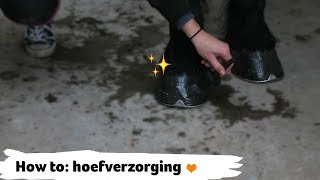 HOW TO hoeven schoonmaken en hoefverzorging  21  Epplejeck [upl. by Surtemed]