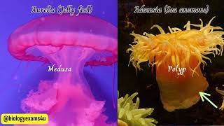 Phylum Cnidaria Coelenterates Characteristics and Examples  Medusa vs Polyp Animal Kingdom [upl. by Gone81]