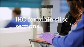 IHC for brain slice sections video protocol [upl. by Rooney]