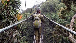 This is RWANDA  Nyungwe Forest Canopy Walk amp Tea Plantation [upl. by Cissiee]