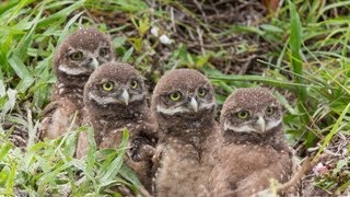 May 2013 Burrowing Owl Update [upl. by Noirb263]