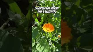 Calendula officinalis for healthy skin amp digestion 🌼 herbalremedies [upl. by Fanny]