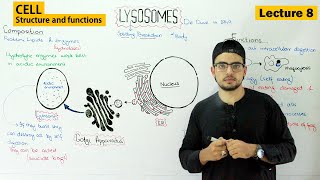 lysosomes structure and function  Video 8 [upl. by Areip738]