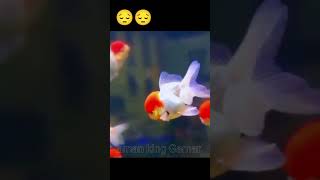 Orinda golden fish aquarium orinda goldfish shorts Video [upl. by Dash]