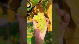 The cutting and harvesting grape fruit from the farm natural landscape satisfying 🍇🍇🍇 [upl. by Torras598]