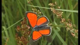 Schmetterlinge  kleine Wunder der Natur [upl. by Atiniv]