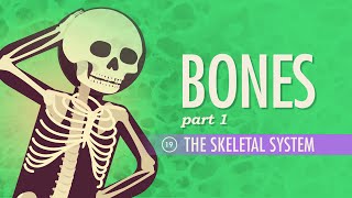 The Skeletal System Crash Course Anatomy amp Physiology 19 [upl. by Valonia733]