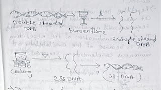 Molecular biology Nucleic acidsDNA Replication and Repair Paper 11unit 1 Semester 5 [upl. by Huff]