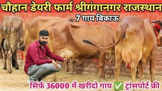 2 दांत साहीवाल 36000 में खरीदो ✅ ट्रांसपोर्ट फ्री 🎉 Top Class 7 Sahiwal Rathi Gir Cow For Sale [upl. by Bivins]