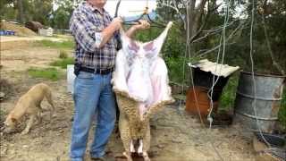 Homesteading  Slaughtering and Butchering Lambs  Part One [upl. by Vinay]