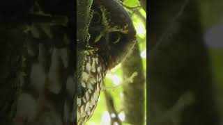 New Zealand Owl the Ruru or Morepork [upl. by Aitselec]