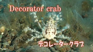 おしゃれなカニ デコレータークラブ Decorator crab [upl. by Naesed239]