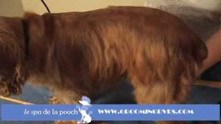 How to Groom A Cocker SpanielTrim with Andis Clippers [upl. by Pournaras]