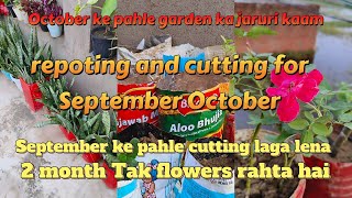 September me garden ke jaruri kaam guldaudi cuttingmoney plant propagationrose gardenplants [upl. by Hgielhsa]