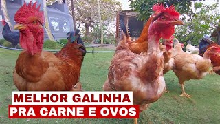 GALINHA DO PESCOÇO PELADO A MELHOR GALINHA CAIPIRA LABEL ROUGE [upl. by Enwad]