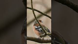 sounds of the birds chaffinch [upl. by Dazraf]