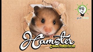 Hámster  Características 🐹 eframael [upl. by Enaols]