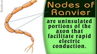 Nodes of Ranvier Location and Function With Labeled Diagram [upl. by Ramraj]