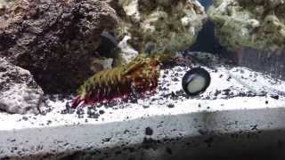 Mantis Shrimp attacking snail  hitting glass [upl. by Emanuel]