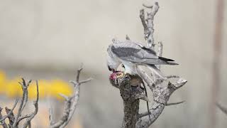 黑翅鳶Blackwinged KiteElanus caeruleus覓食 [upl. by Yellah]