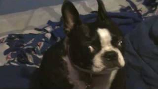 Boston Terrier Singing Punk Rock High Quality [upl. by Mcclimans]