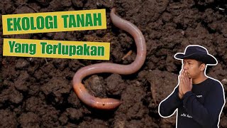 TANAH INI ANTI PUPUK  SUBUR TANPA PUPUK [upl. by Odelle102]